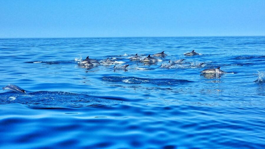 Albufeira: Benagil Cave and Dolphin Sightseeing Boat Cruise - Benagil Cave and what to expect inside