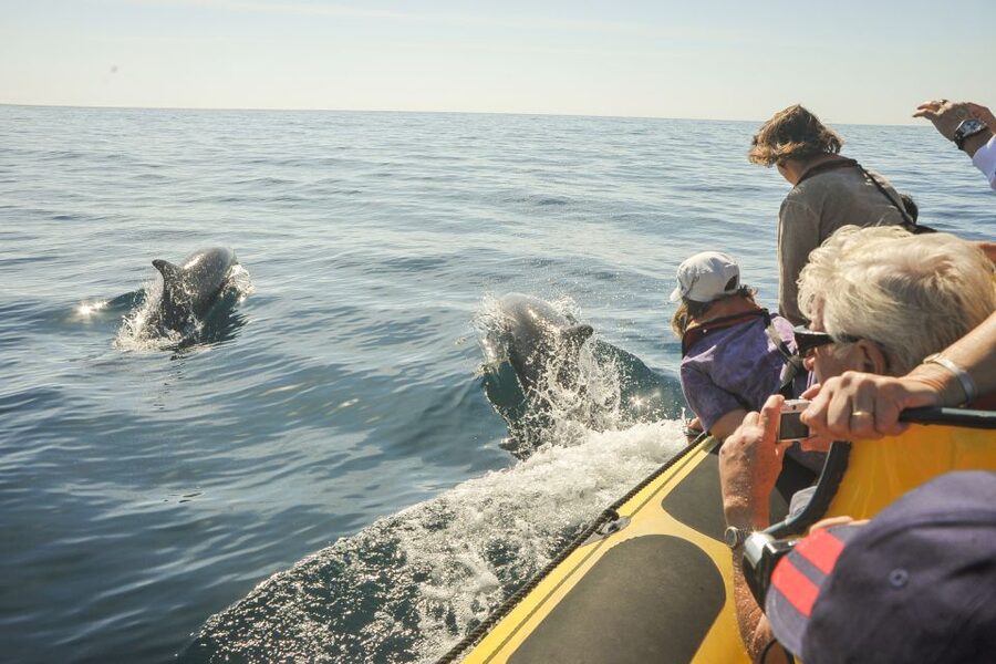 Albufeira: Benagil Caves & Dolphin Watching Speed Boat Tour - My call: book it for the coast first, dolphins second