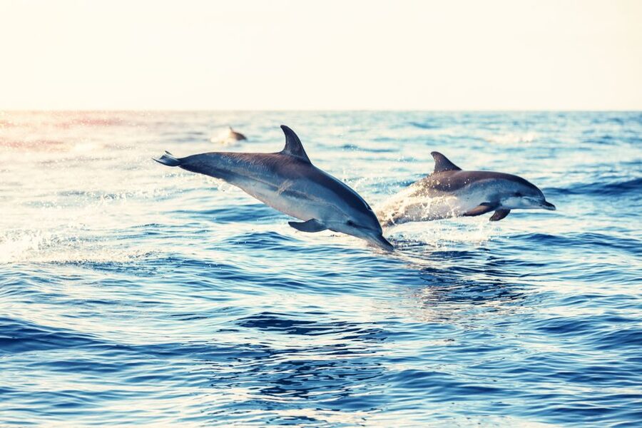Albufeira: Benagil Caves & Dolphin Watching Speed Boat Tour - Ana, Anna, Diogo, and Ruben make a difference