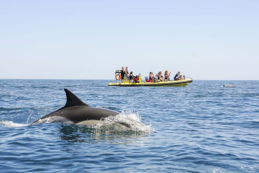 Albufeira: Benagil Caves & Dolphin Watching Speed Boat Tour - Who should book, and who should skip it?
