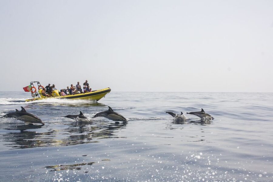 Albufeira: Benagil Caves & Dolphin Watching Speed Boat Tour - From Albufeira Marina to the open coast