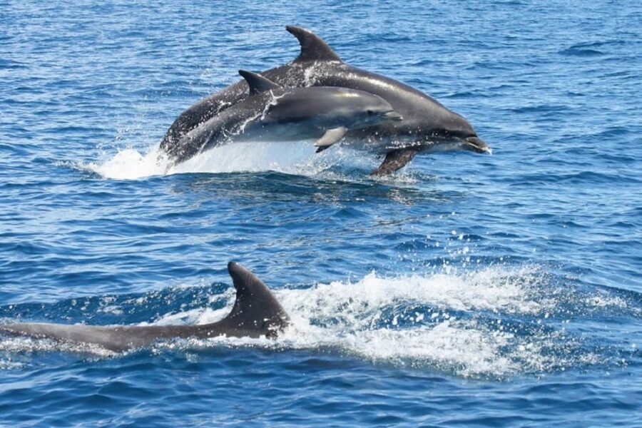 Albufeira: Dolphin Watching and Benagil Cave - Entering Benagil Cave and smaller sea caves