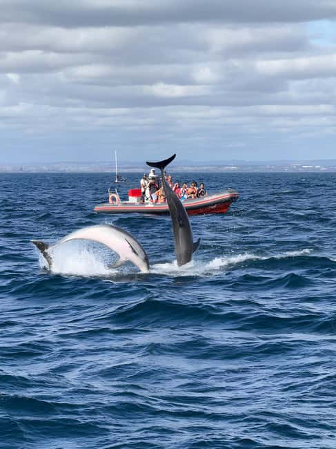 Albufeira: Dolphin Watching and Benagil Cave Boat Cruise - From Albufeira Marina to the open Atlantic