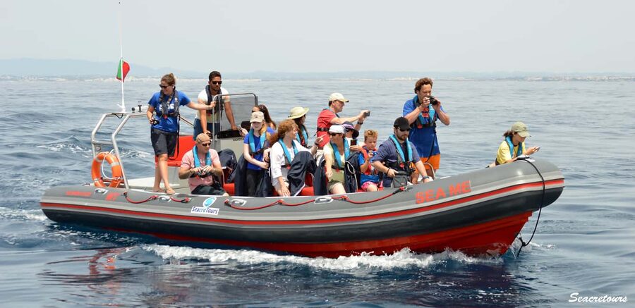 Albufeira: Dolphin Watching and Benagil Cave Boat Cruise - Searching for dolphins in their natural home