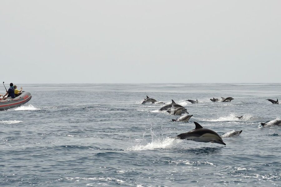 Albufeira: Dolphin Watching and Benagil Cave Boat Cruise - Swimming in the Atlantic, when conditions allow