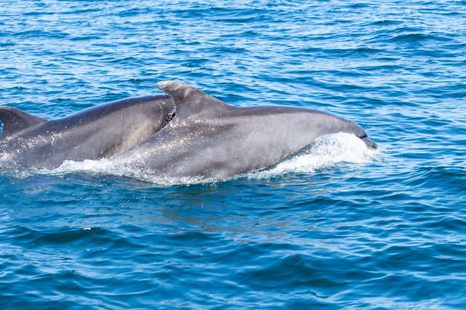 Albufeira: Dolphins and Caves Private Tour - Why the private format changes the value
