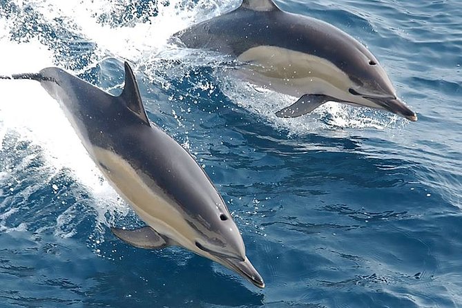 Albufeira: Dolphins and Caves Private Tour - Guides who make the trip personal