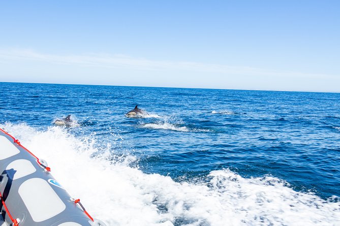 Albufeira: Dolphins and Caves Private Tour - Weather, comfort, and what to plan