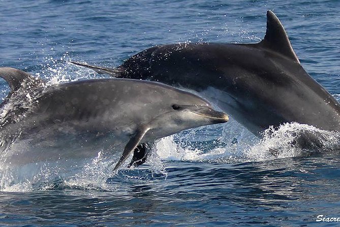 Albufeira: Dolphins and Caves Tour - From Albufeira Marina to the Algarve cliffs