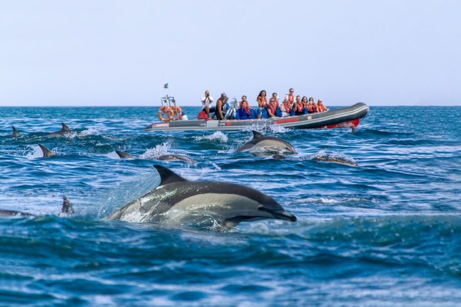 Albufeira: Dolphins & Benagil Caves RIB Tour - Searching for dolphins in open water