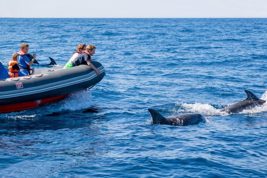 Albufeira: Dolphins & Benagil Caves RIB Tour - Reaching Benagil Cave by RIB