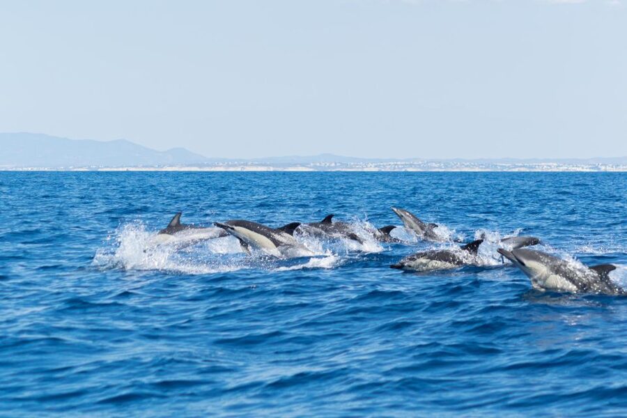 Albufeira: Dolphins & Benagil Caves RIB Tour - Is $34 good value for this Algarve outing?