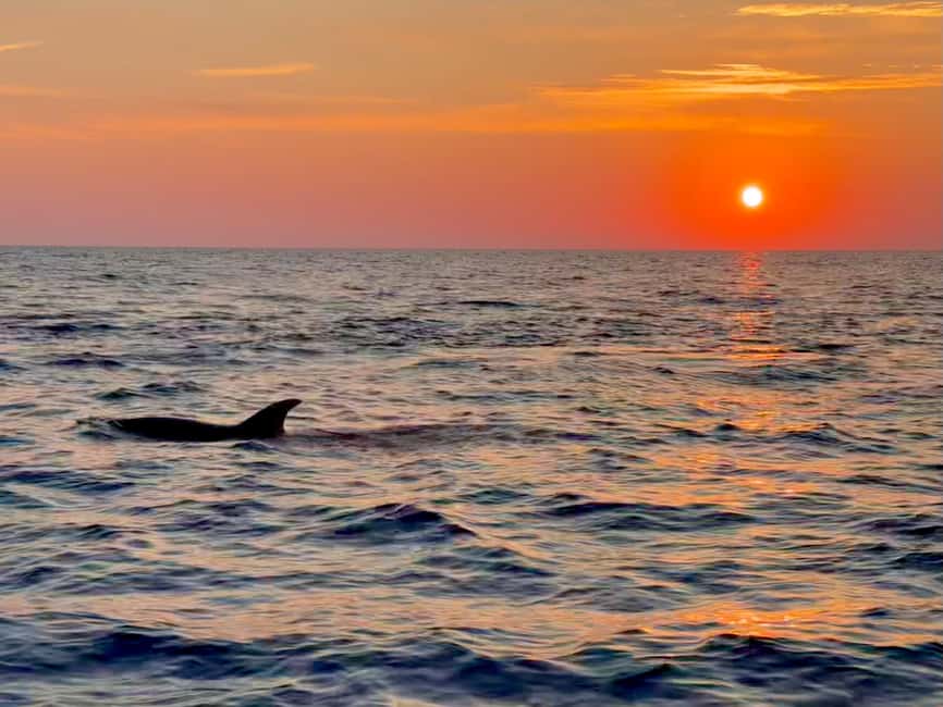 Alcudia: Dolphin Watching at Sunrise with Speedboat - The first 30 minutes on the open sea