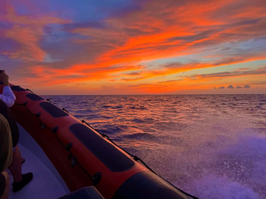 Alcudia: Dolphin Watching at Sunrise with Speedboat - Is $70 a fair price?