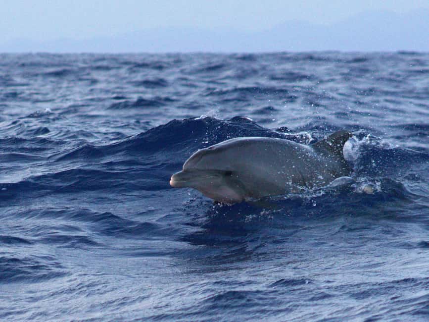 Alcudia: Dolphin Watching at Sunrise with Speedboat - Who will enjoy this Alcudia dolphin trip?