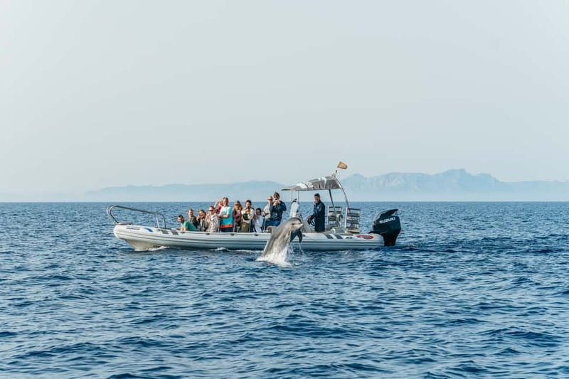Alcudia or Can Picafort: Dolphin-Watching Cruise - Weather, comfort, and practical preparation