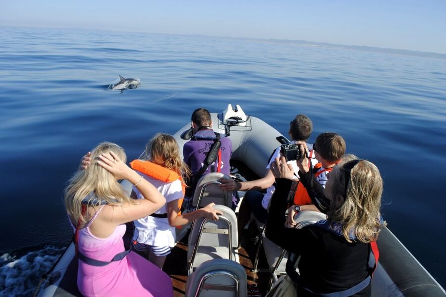 Algarve Dolphin Watching & Marine Life Eco Tour - Who should book this experience?