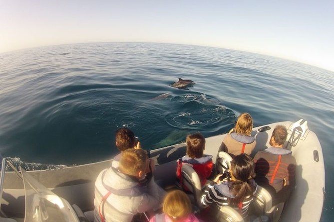Algarve Dolphin Watching & Marine Life Eco Tour - Why this Algarve boat trip is more than a dolphin chase