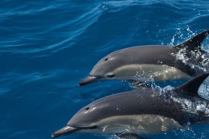 Algarve Dolphin Watching & Marine Life Eco Tour - Passing the barrier islands and Ilha do Farol