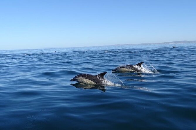 Algarve Dolphin Watching & Marine Life Eco Tour - What the RIB boat feels like on the water