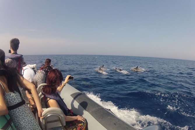 Algarve Dolphin Watching & Marine Life Eco Tour - The guide’s role in finding wildlife