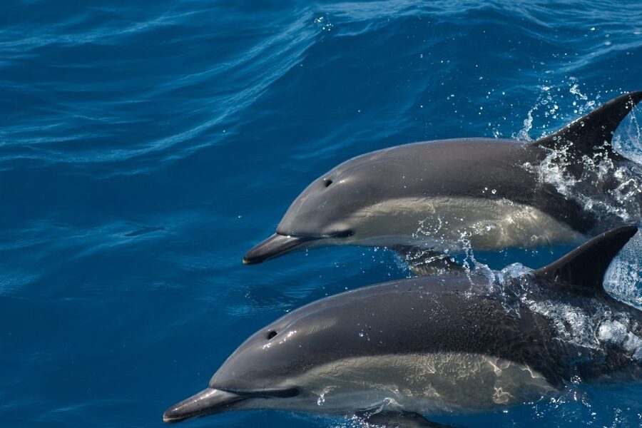 Algarve Dolphin Watching & Marine Life Eco Tour - Returning by Culatra Island and Ria Formosa