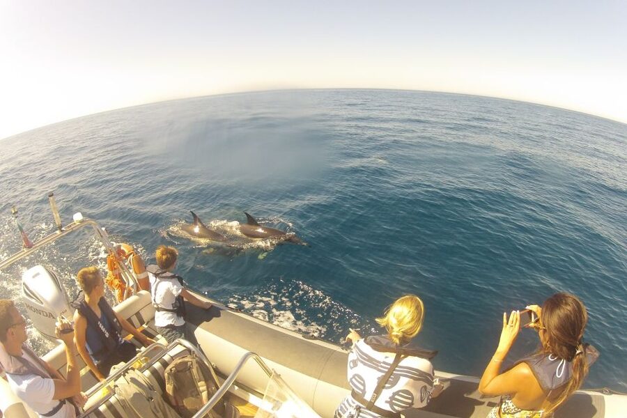 Algarve Dolphin Watching & Marine Life Eco Tour - Is $64 a fair price?