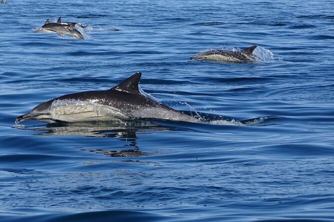 Algarve Dolphin Watching & Marine Life Eco Tour - Leaving Faro through Ria Formosa