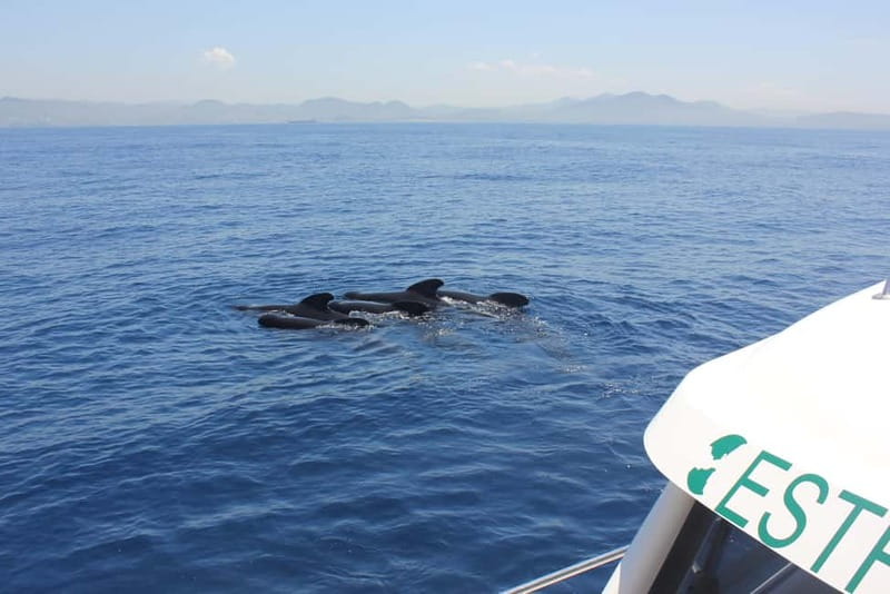Algeciras: Dolphin and whale watching in reduced groups - Key points to know before booking
