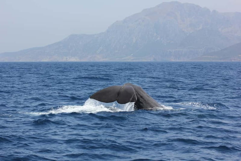 Algeciras: Dolphin and whale watching in reduced groups - Why the six-person boat changes the experience