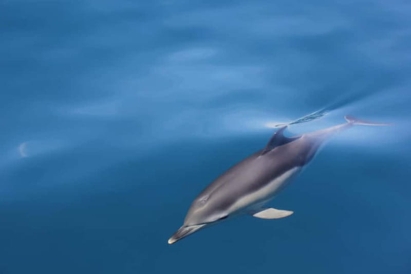 Algeciras: Dolphin and whale watching in reduced groups - Searching for three kinds of dolphins