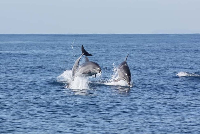Algeciras: Dolphin and whale watching in reduced groups - Is $81 a fair price?