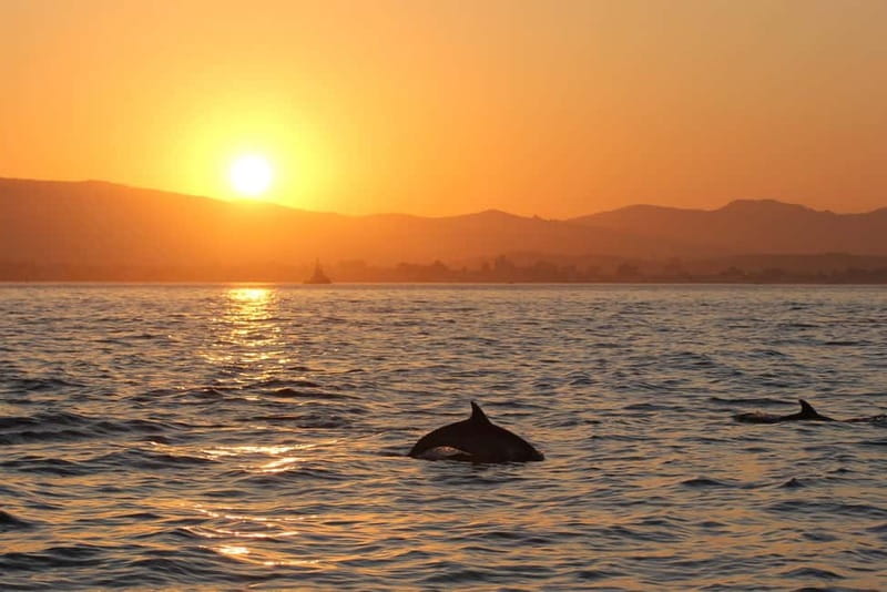 Algeciras: Dolphin and whale watching in reduced groups - Booking and practical details