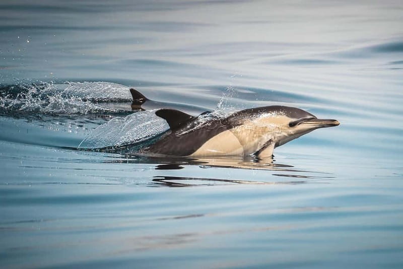 Algeciras: Dolphin and whale watching in reduced groups - Leaving Algeciras Marina for the Strait