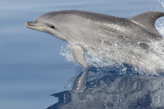 Alghero - Dolphin Watching and Guided Snorkeling (summer tour) - Key points to know before booking