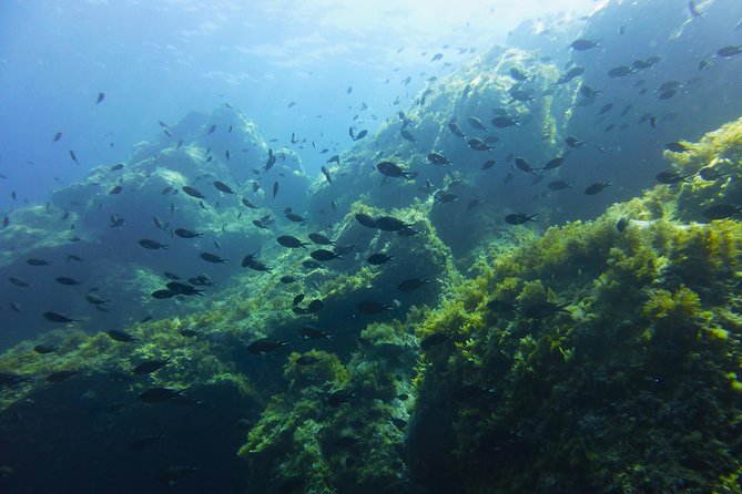 Alghero - Dolphin Watching and Guided Snorkeling (summer tour) - Why the dolphin search feels different