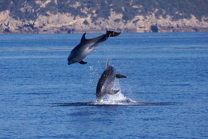 Alghero - Dolphin Watching and Guided Snorkeling (summer tour) - Is $78.64 a fair price?
