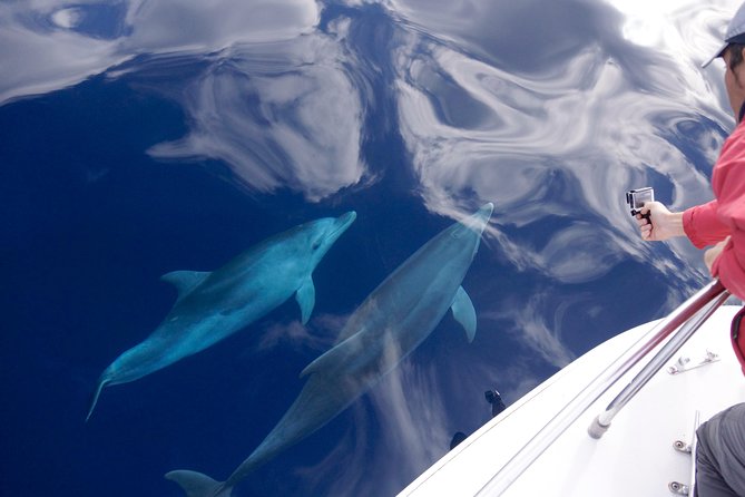 Alghero - Dolphin Watching (Spring & Autumn Tour) - Key points to know before you go