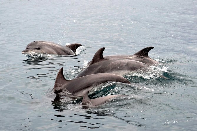 Alghero - Dolphin Watching (Spring & Autumn Tour) - Why this dolphin trip feels different