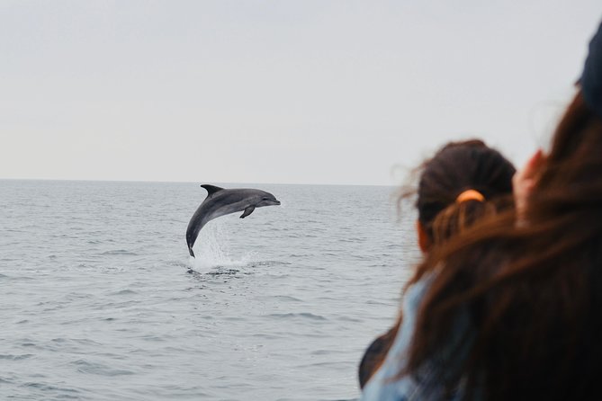 Alghero - Dolphin Watching (Spring & Autumn Tour) - What the briefing adds to the three hours