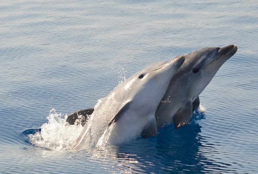 Alghero: Dolphin Watching Tour with Marine Researcher - Why this dolphin trip feels different