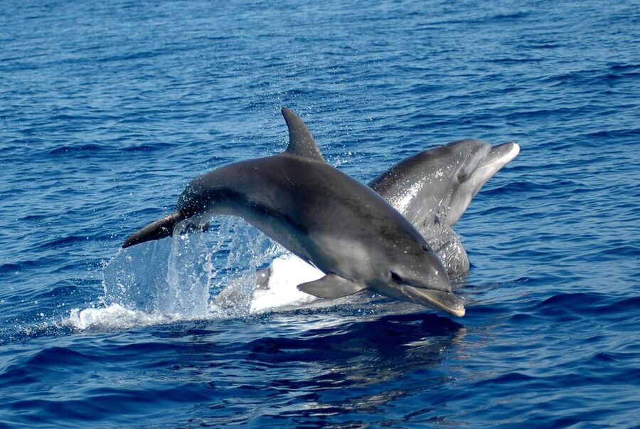 Alghero: Dolphin Watching Tour with Marine Researcher - Meeting the researchers in Alghero