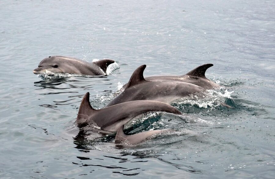 Alghero: Dolphin Watching Tour with Marine Researcher - How the tour earns its price