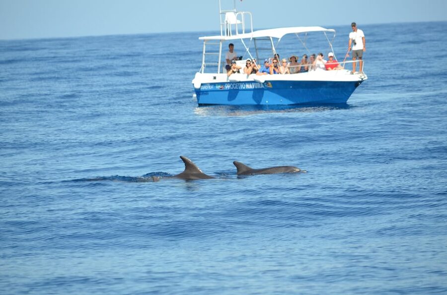 Alghero: Dolphin Watching Tour with Marine Researcher - What happens when dolphins appear