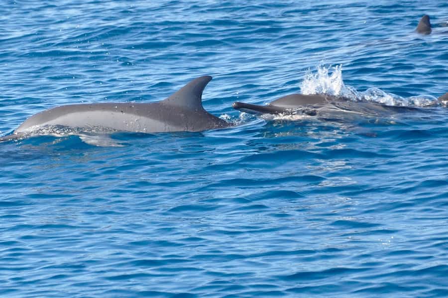 All In One- Dolphins, Whales, Snorkeling & Lunch onboard - Barbecue lunch, with one important detail to confirm
