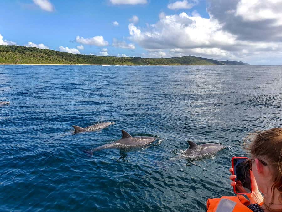 All In One- Dolphins, Whales, Snorkeling & Lunch onboard - Who will enjoy this boat day most