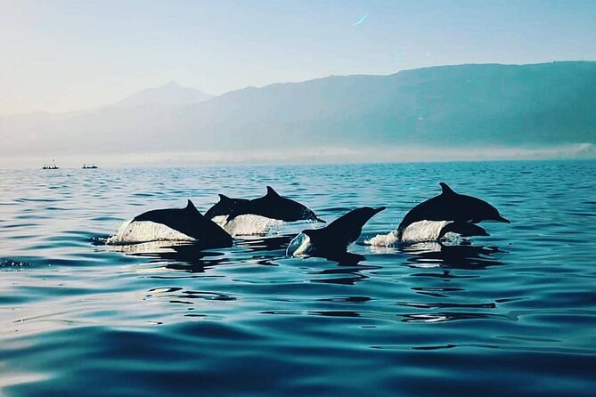All inclusive Lovina Dolphins Sunrise tour, Waterfall & Temple - What the dolphin package includes