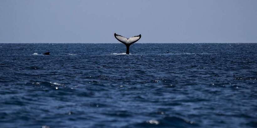 All Inclusive Mirissa Whale and Dolphin Watching Boat Ride - What to bring and how to prepare