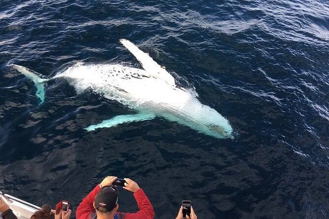 All Inclusive Mirissa Whale and Dolphin Watching Boat Ride - What the All-Inclusive Price Really Covers