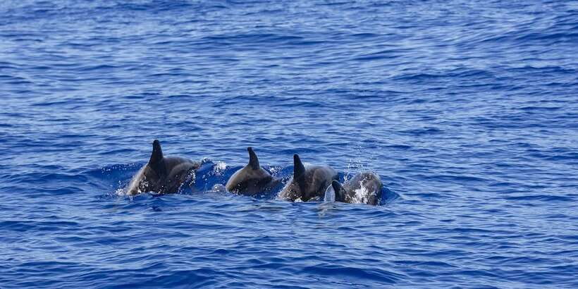 All Inclusive Mirissa Whale & Dolphin Watching + Snorkeling - Who should book this experience